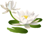 Water Lily PNG Clip Art Image - High-quality PNG Clipart Image from ClipartPNG.com
