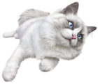 White Cat PNG Clip Art  - High-quality PNG Clipart Image from ClipartPNG.com