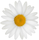White Daisy PNG Clipart - High-quality PNG Clipart Image from ClipartPNG.com