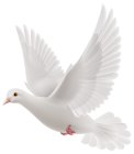 White Dove PNG Clipart - High-quality PNG Clipart Image from ClipartPNG.com