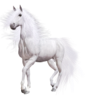 White Horse PNG Clip Art - High-quality PNG Clipart Image from ClipartPNG.com