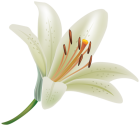White Lily Flower PNG Clipart  - High-quality PNG Clipart Image from ClipartPNG.com