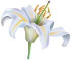 White Lily Flower PNG Clipart Image - High-quality PNG Clipart Image from ClipartPNG.com
