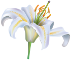White Lily Flower PNG Clipart Image