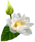 White Lotus PNG Clip Art  - High-quality PNG Clipart Image from ClipartPNG.com