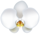 White Orchid PNG Clipart - High-quality PNG Clipart Image from ClipartPNG.com