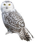 White Owl PNG Clipart  - High-quality PNG Clipart Image from ClipartPNG.com