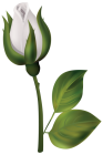 White Rose Bud PNG Clipart  - High-quality PNG Clipart Image from ClipartPNG.com