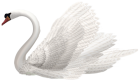White Swan PNG Clipart Image - High-quality PNG Clipart Image from ClipartPNG.com