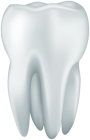 White Tooth PNG Clipart - High-quality PNG Clipart Image from ClipartPNG.com