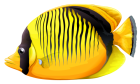 Yellow Butterfly Fish PNG Clipart - High-quality PNG Clipart Image from ClipartPNG.com
