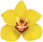 Yellow Orchid PNG Clip Art - High-quality PNG Clipart Image from ClipartPNG.com