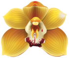 Yellow Orchid PNG Clipart - High-quality PNG Clipart Image from ClipartPNG.com
